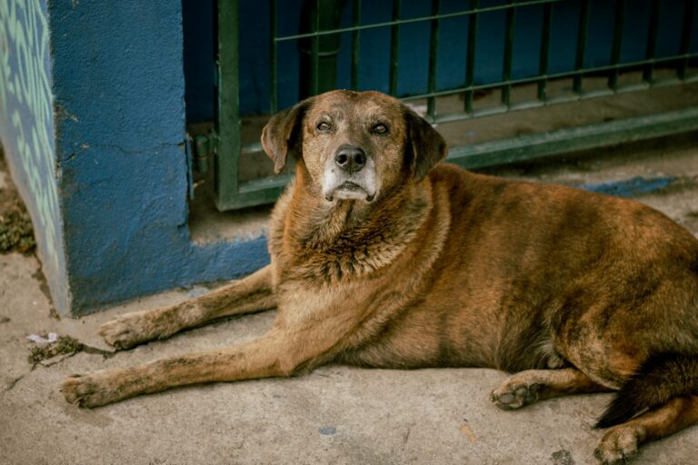 Brown dog lying on a sidewalk in São Paulo, Brazil. A serene street scene.